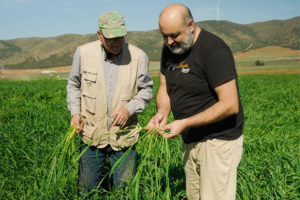 El productor de pasta ecológica Spiga Negra inspeccionando las plantas en el campo