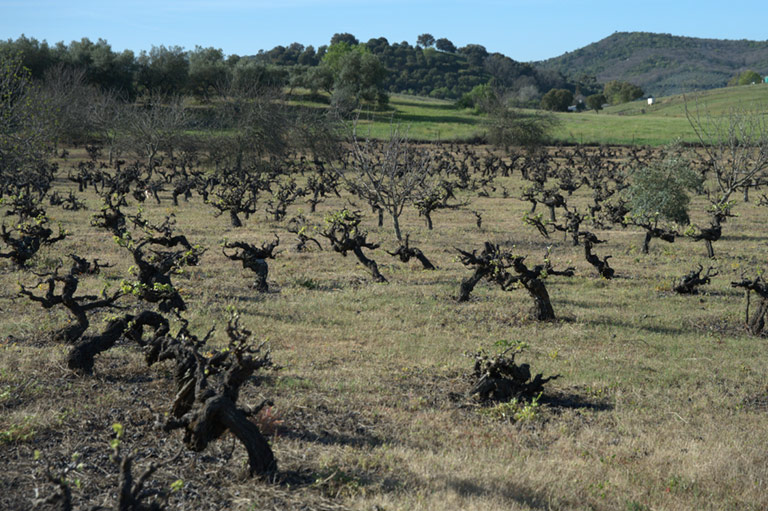 A field of grapevines at the start of the growing season