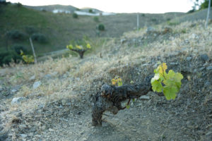 Wijnstokken groeien aan de zijkant van een heuvel
