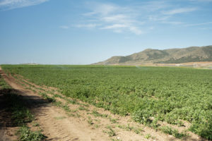 A wide view of a field of grain growing, with mountains far away and a blue sky