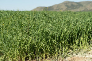 Grain growing in a field under bright sunshine