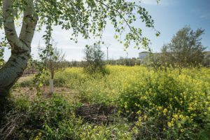 Un campo dejado para crecer como prado con un árbol y plantas en flor