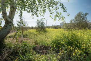 A field left to grow as meadow with a tree and blossoming plants