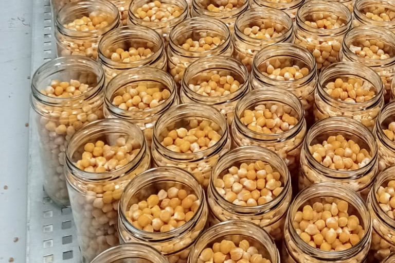 Chick peas placed in open jars, being readied for preserving