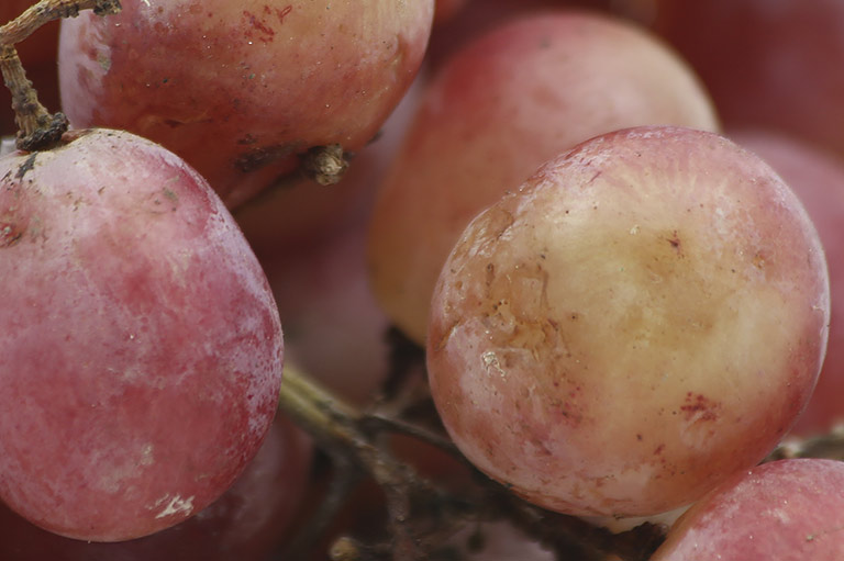 Close-up of a bunch of light red table grapes