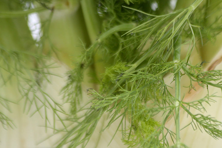 Close up of delicate fennel leaves