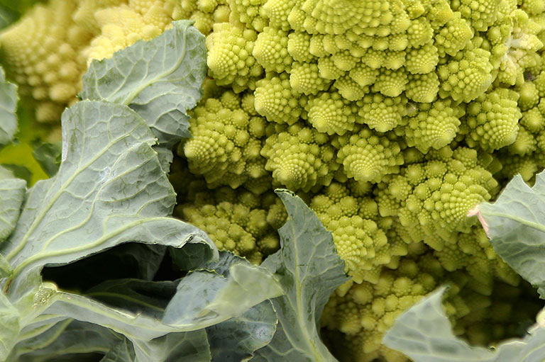 Close up of the leaves and spiral pattern of the florets of a romanesco