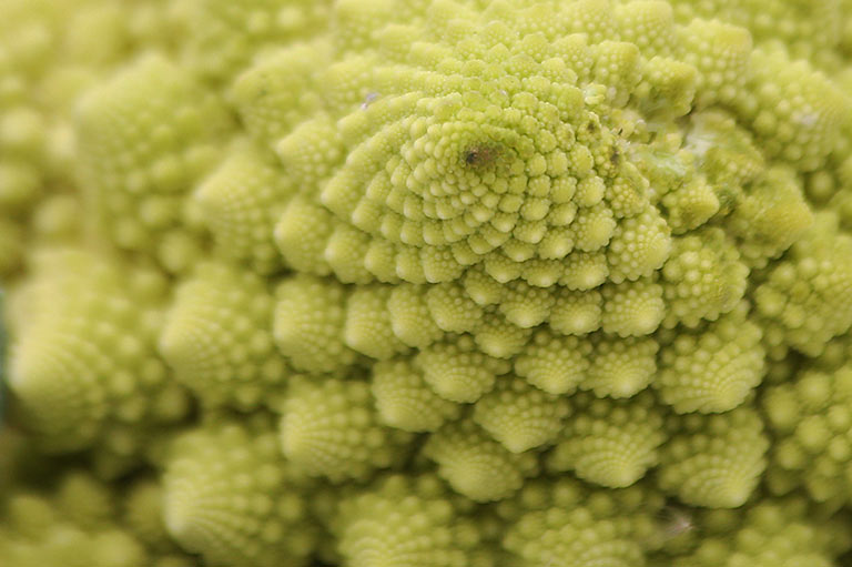 Close up of the spiral pattern of florets on a romanesco, following a geometric pattern