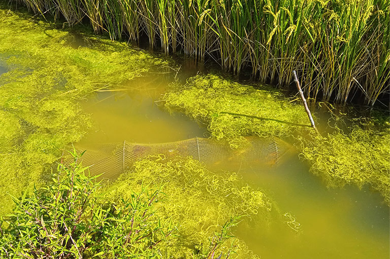 Rice plants growing in water with green algae