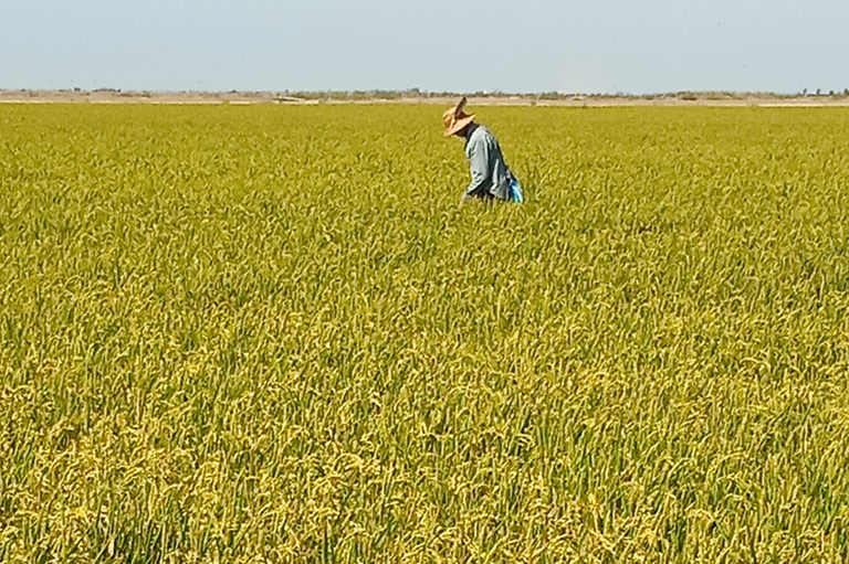 Een arbeider die in een veld met rijstplanten loopt