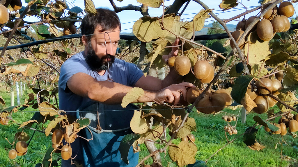El productor de kiwi ecológico Jagoba Yubero, recogiendo kiwis de una parra