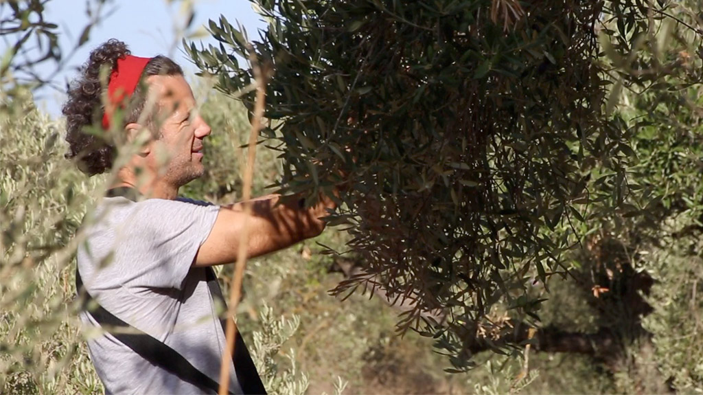 El productor de aceitunas Manuel González cuida un olivo