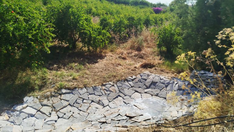 Un estanque de biodiversidad con árboles y vida silvestre creciendo a su alrededor