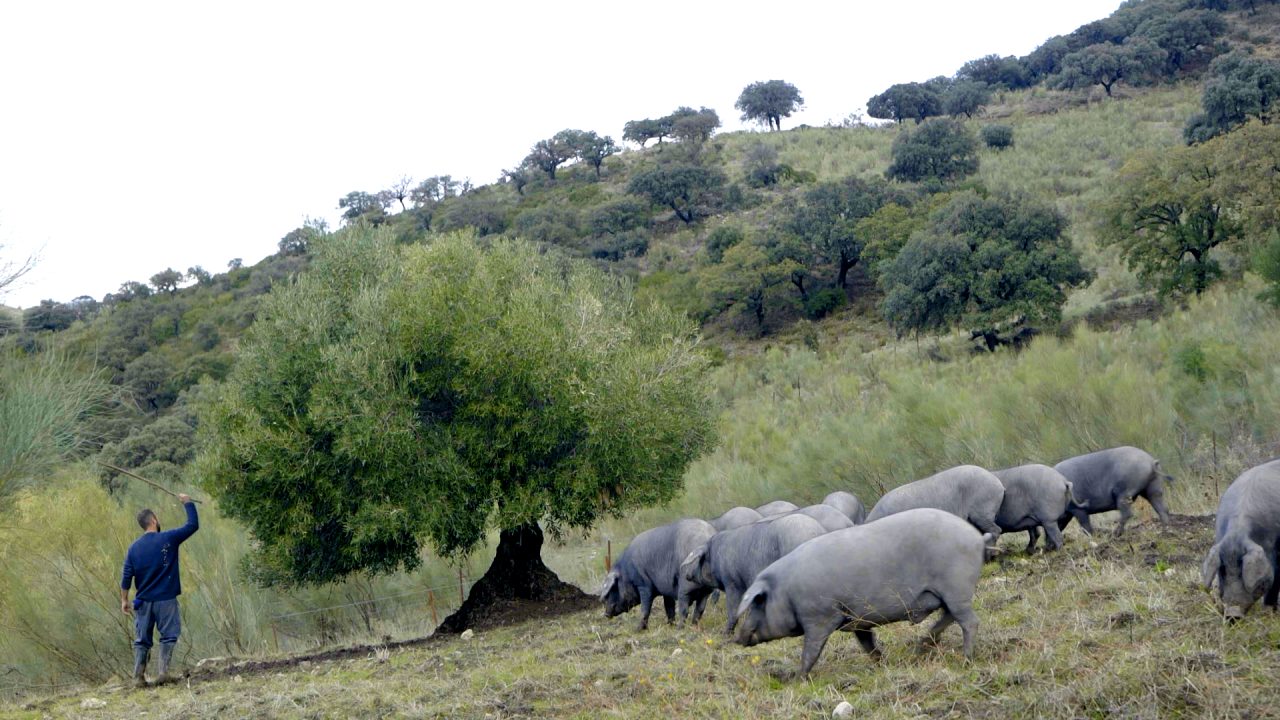 Antonio Marin on a hillside, collecting olives with his pigs