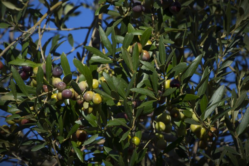 Olives on a tree