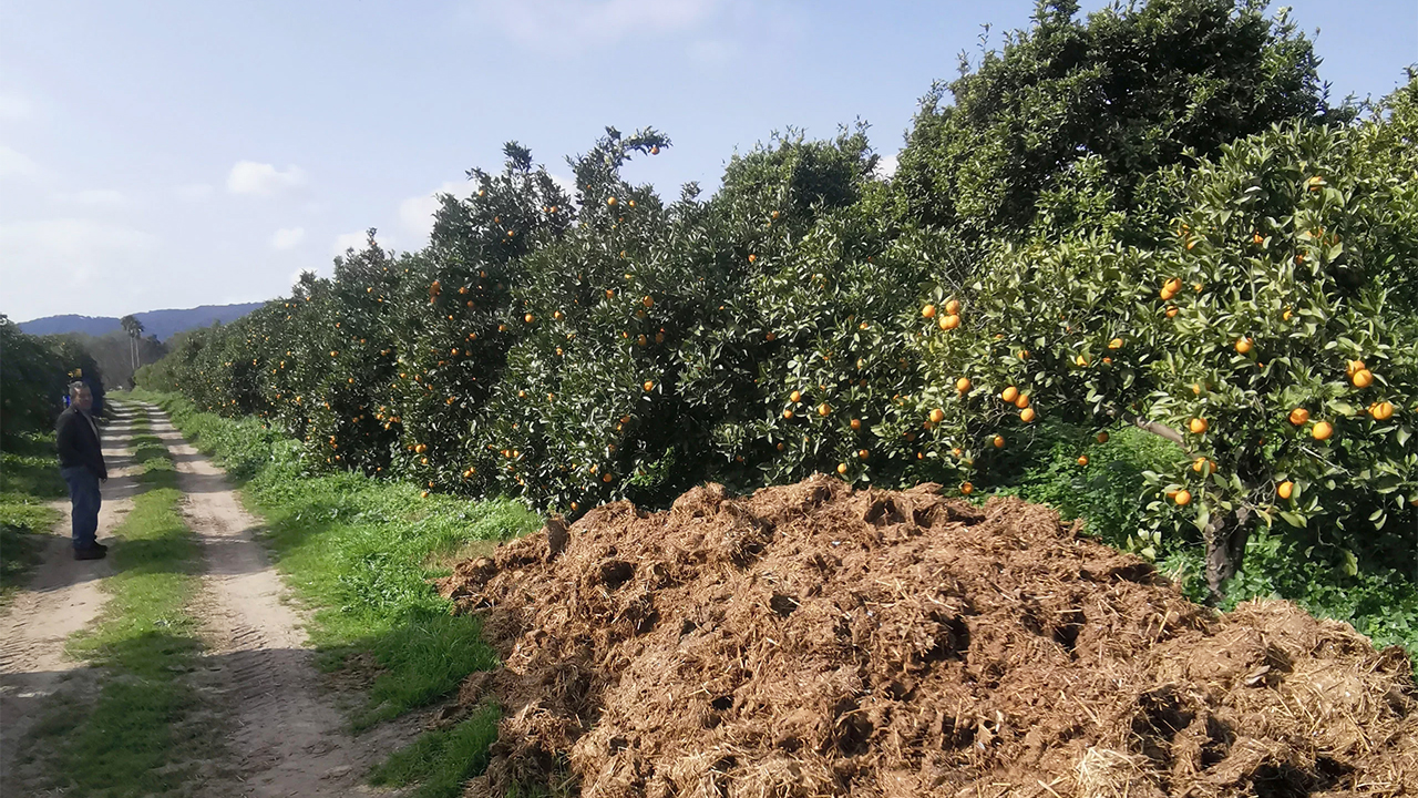 Composting manure next to orange trees
