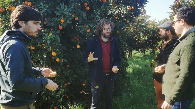 Juan from Biovalle with his orange trees