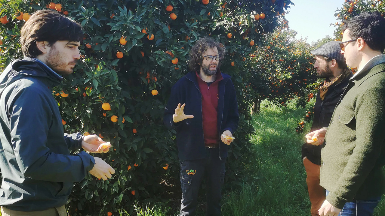 Juan from Biovalle with his orange trees