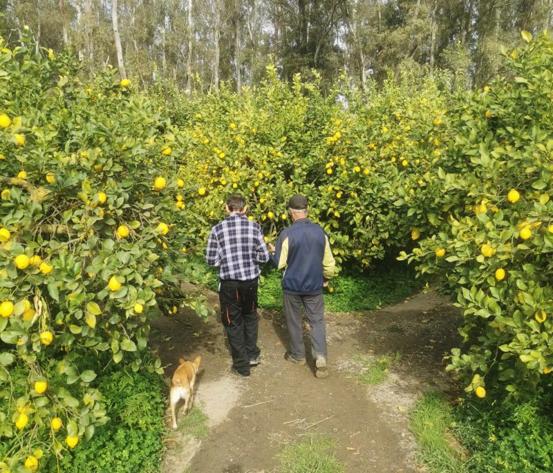 Paco Bedoya's lemons