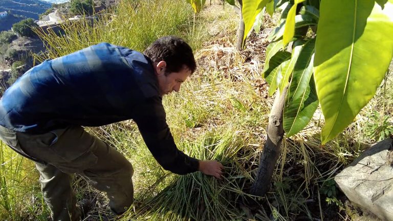 Carlos Márquez showing how he places vetiver grass around a tree