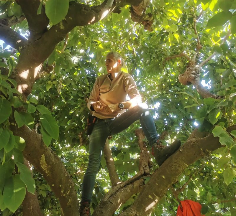 José grimpe dans un pommier cannelle