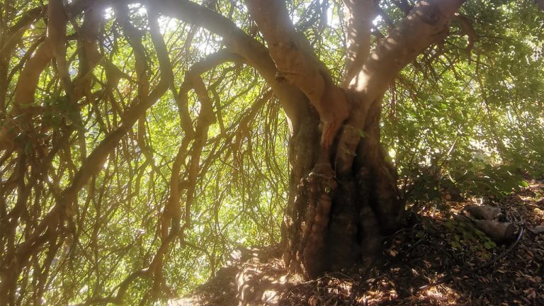 A picture taken in the shade of a large old carob tree