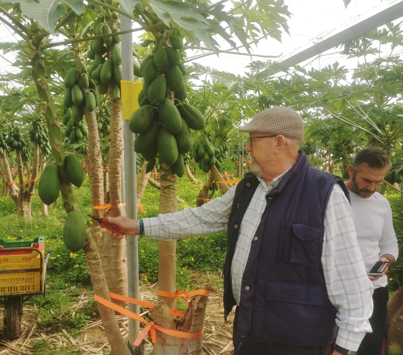 The papaya greenhouse of Manolo Serra