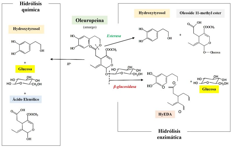 Chemisch schema van de hydrolyse van oleuropeïne