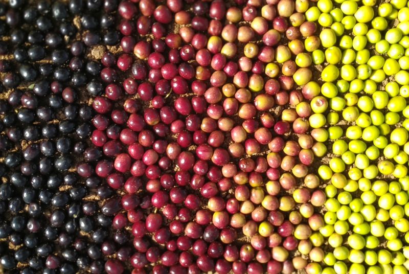 Olijven in verschillende kleuren, afhankelijk van hun rijpheid.