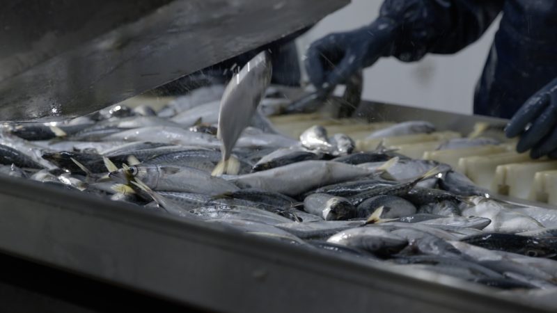 Des sardines sur le tapis roulant