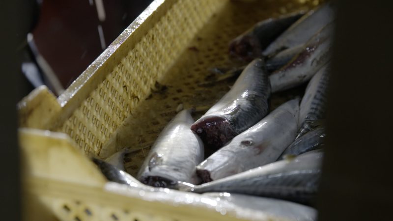 Sardines