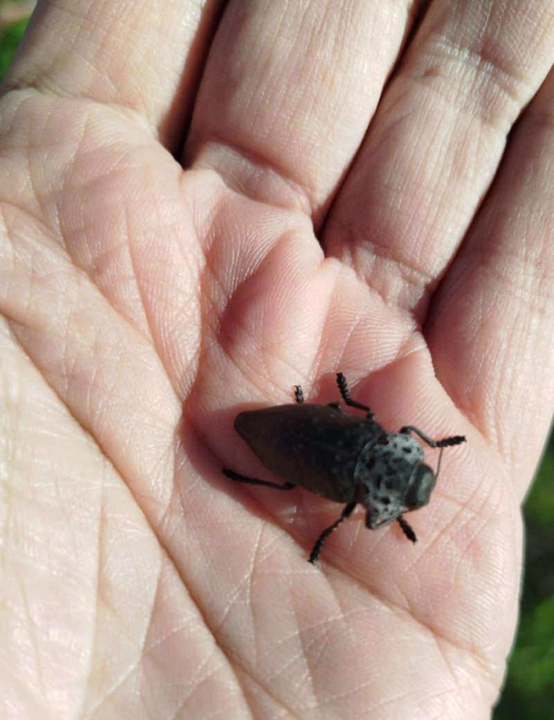 El gusano cabezudo (Capnodis tenebrionis lat.)