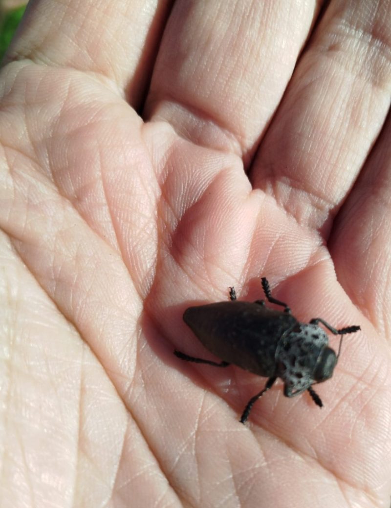 Flatheaded Borer worm (Capnodis tenebrionis lat.)