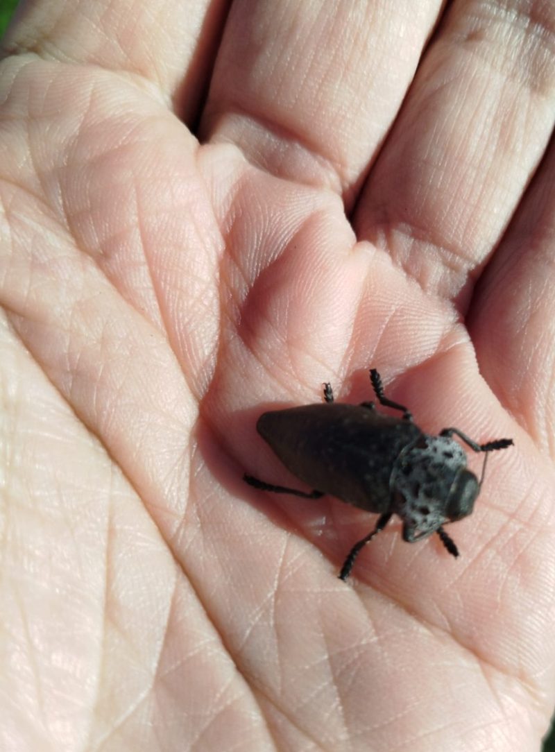 Le Capnode du pêcher (Capnodis tenebrionis lat.)