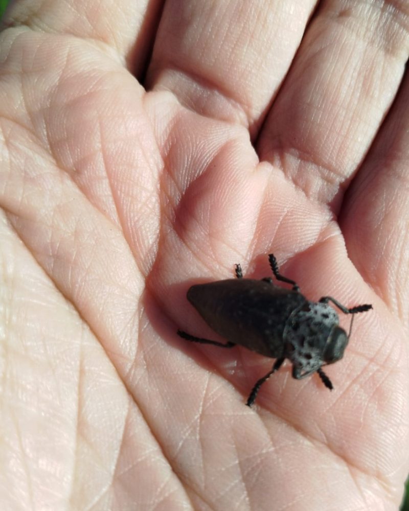 Zwarte juweelkever (Capnodis tenebrionis lat.)