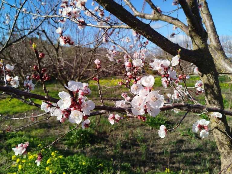 Flores de albaricoque
