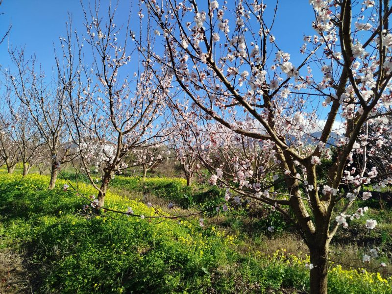 Apricot trees in full bloom