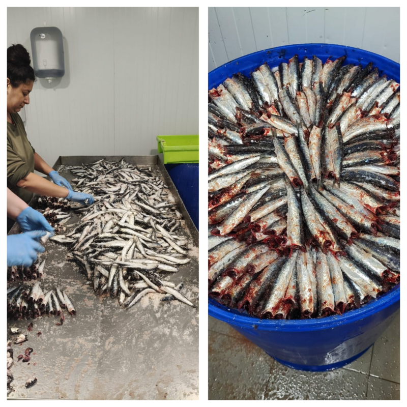 Elaboración de anchoas