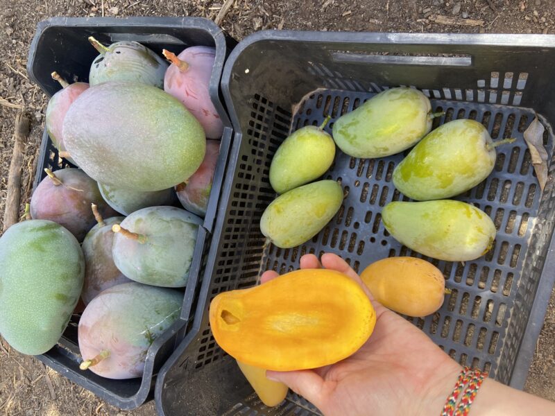 Half of a ripe mango in my hand