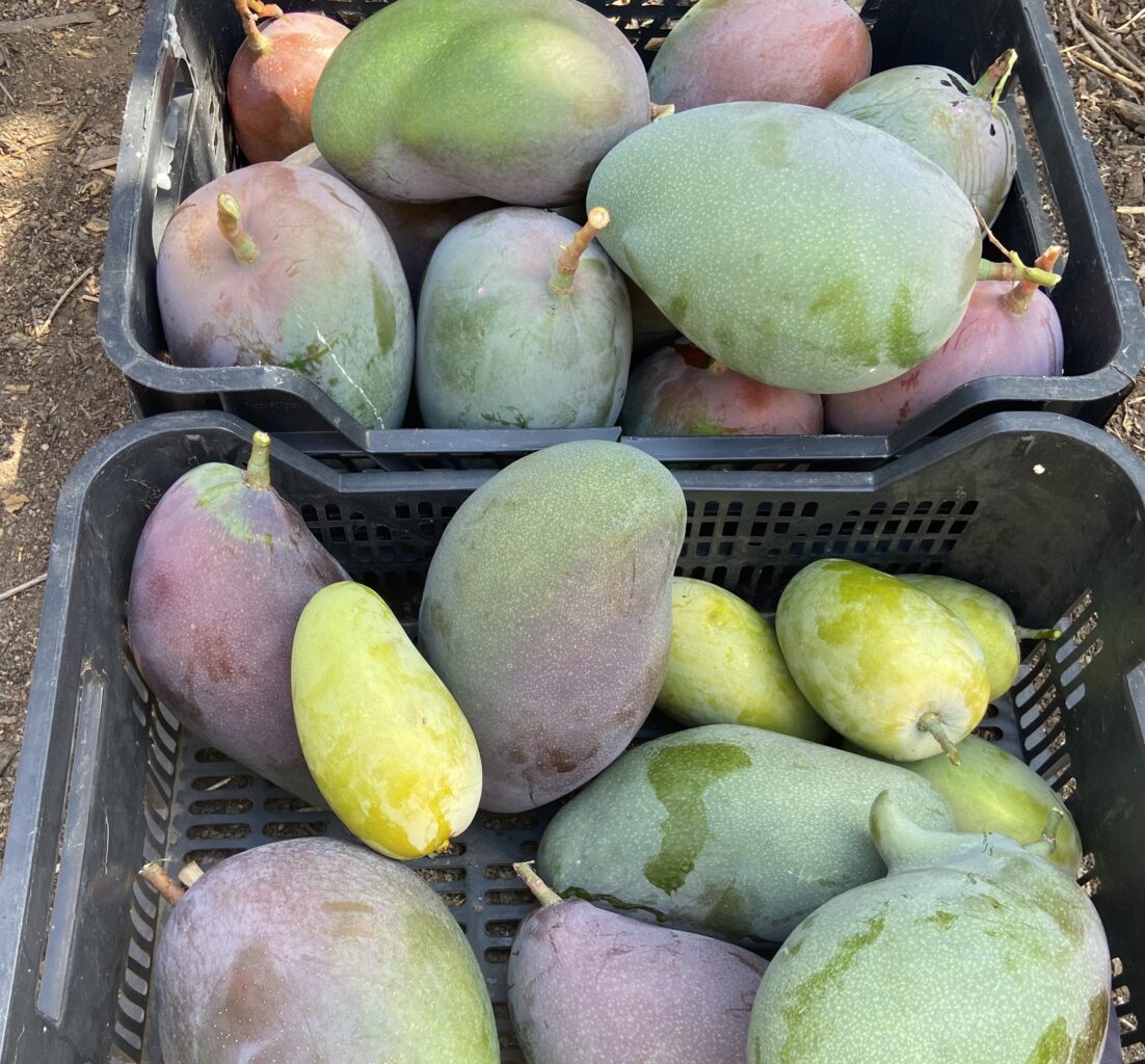 A crate full of different varieties of mango