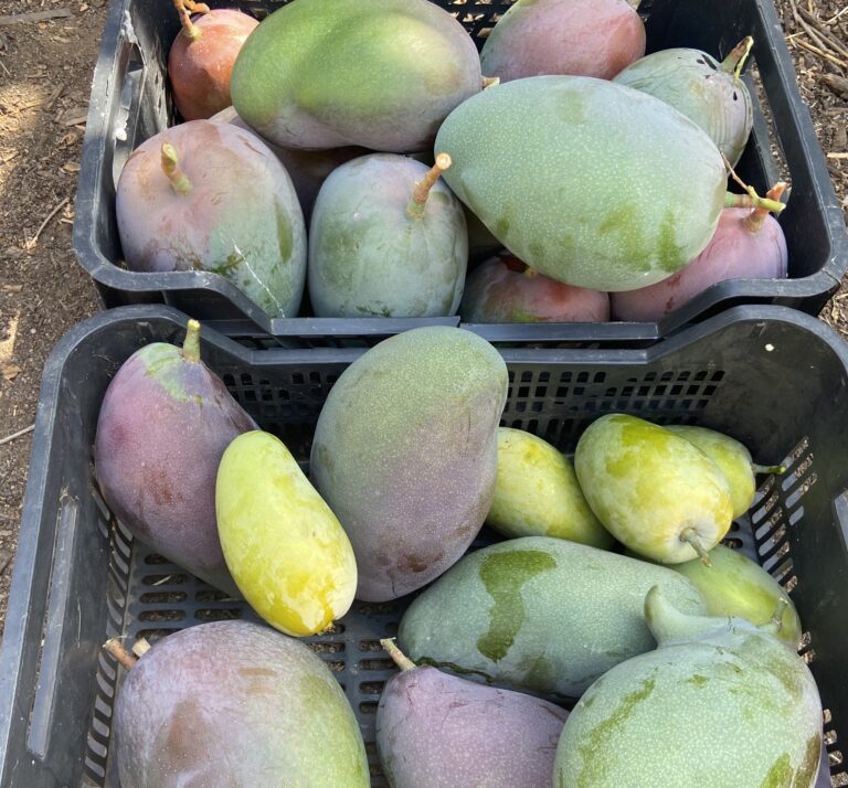 A crate full of different varieties of mango