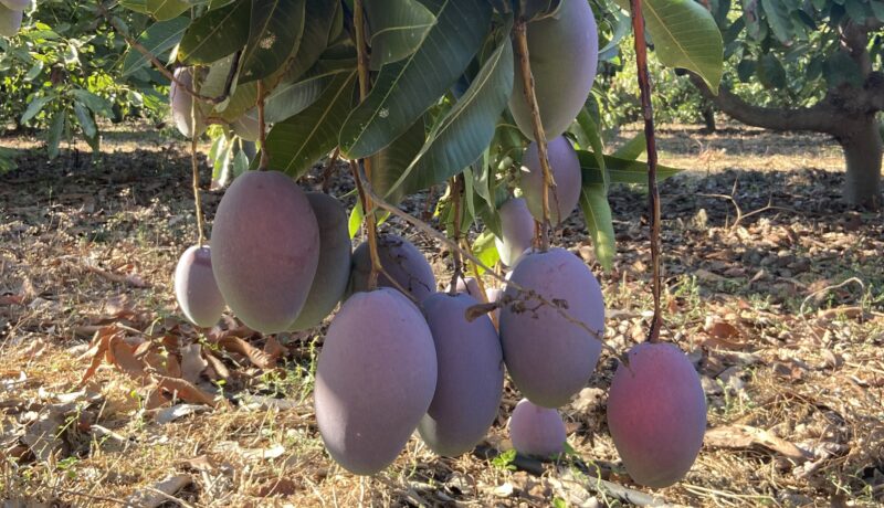 A branch full of ripe mangoes