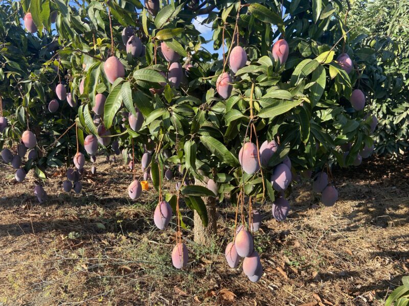 Mango tree