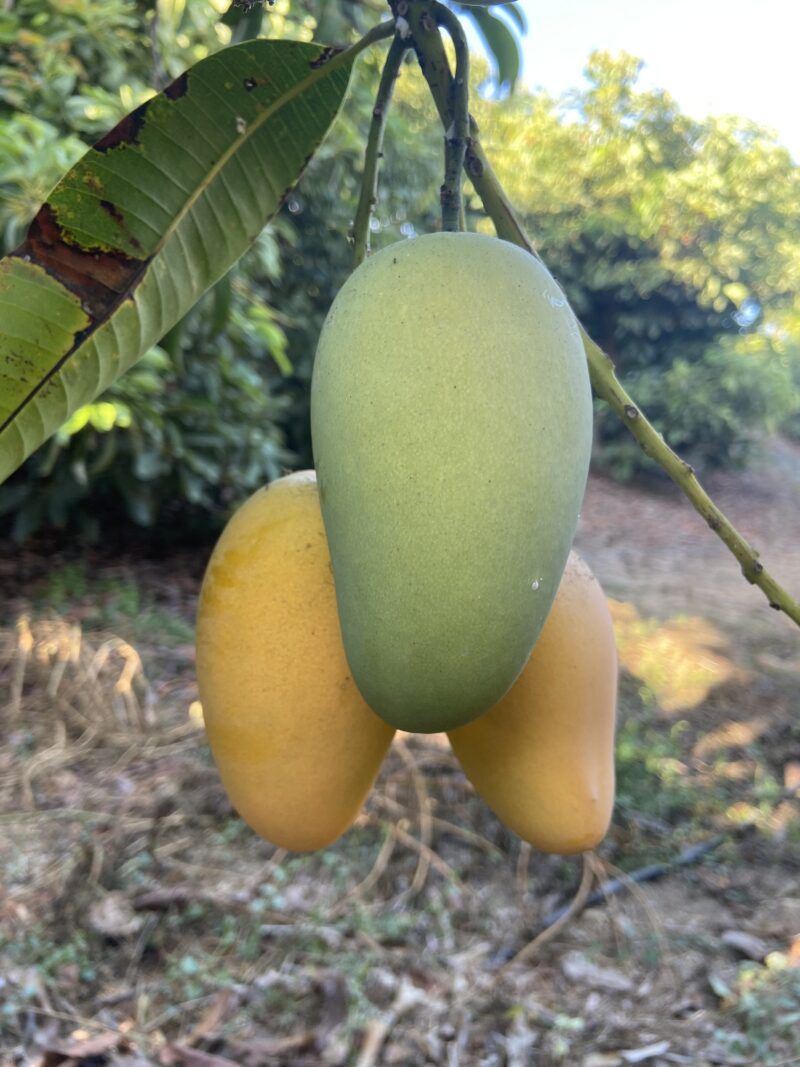 Ripening mangos