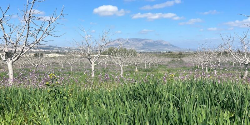 El Altiplano cubierto de flores