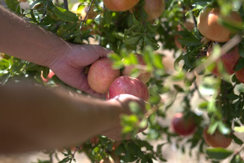 Rijpe granaatappels aan de boom