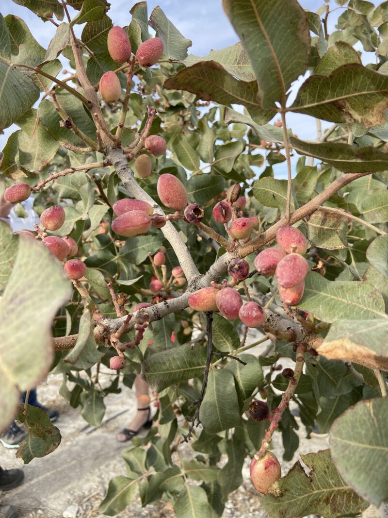 Pistachos frescos del árbol