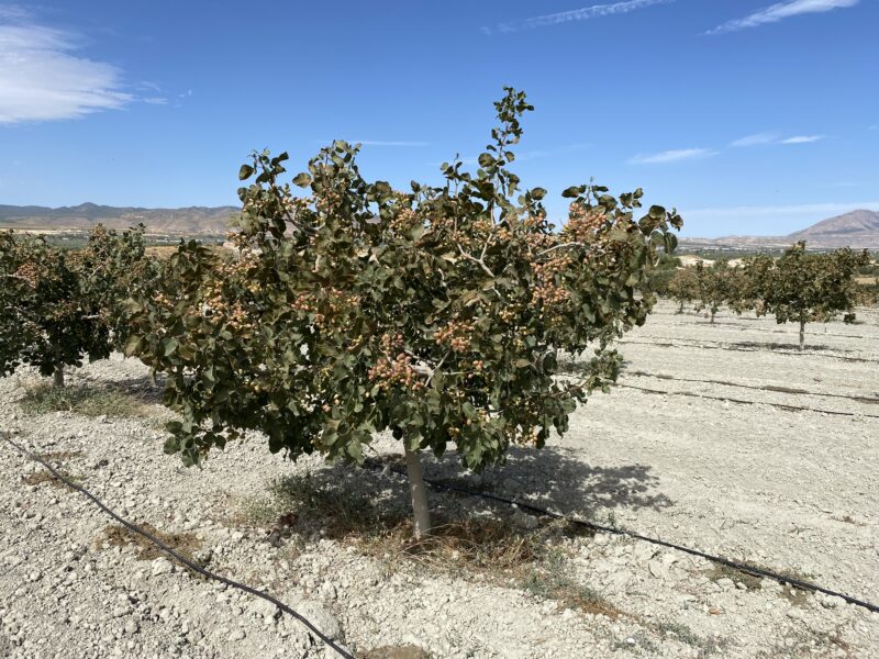 Árbol de pistacho
