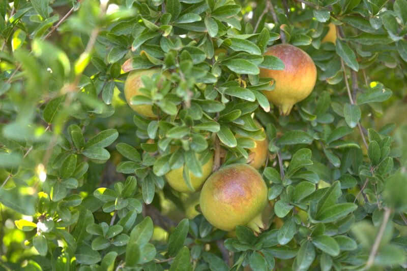 Granadas en el árbol