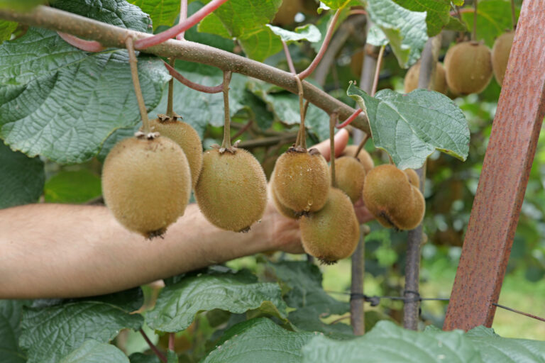 Kiwis on a branch